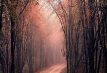 在东非高原，中国长跑健将“与狼共舞”2025-01-29.